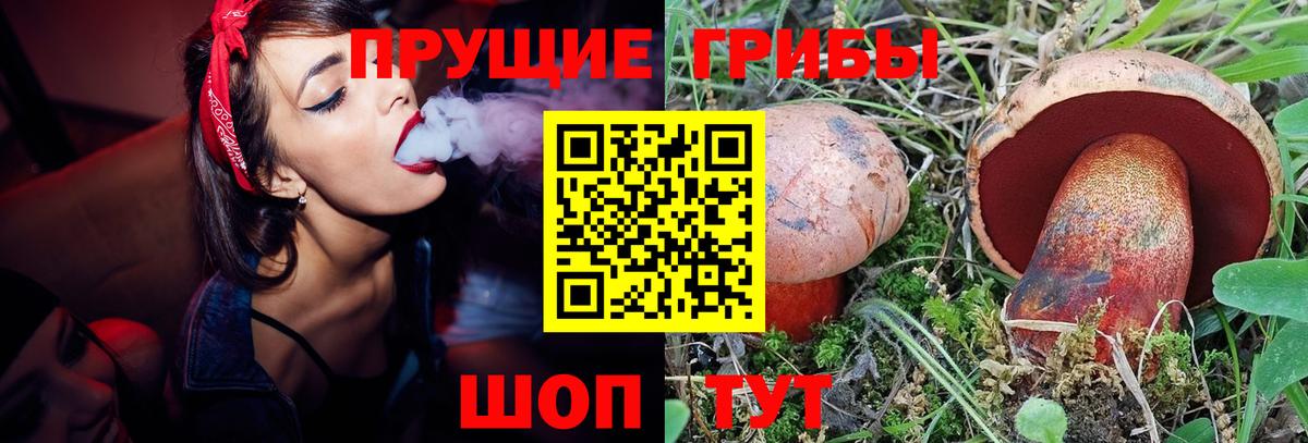 Псилоцибиновые грибы Psilocybe Обнинск